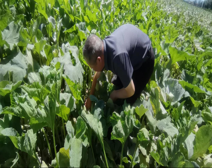 為豐收護航 農牧業技術推廣中心深入制種基地檢查，筑牢現代農業根基